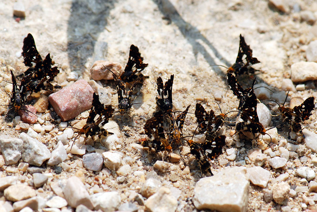 Thyris fenestrella, l''allegra compagnia